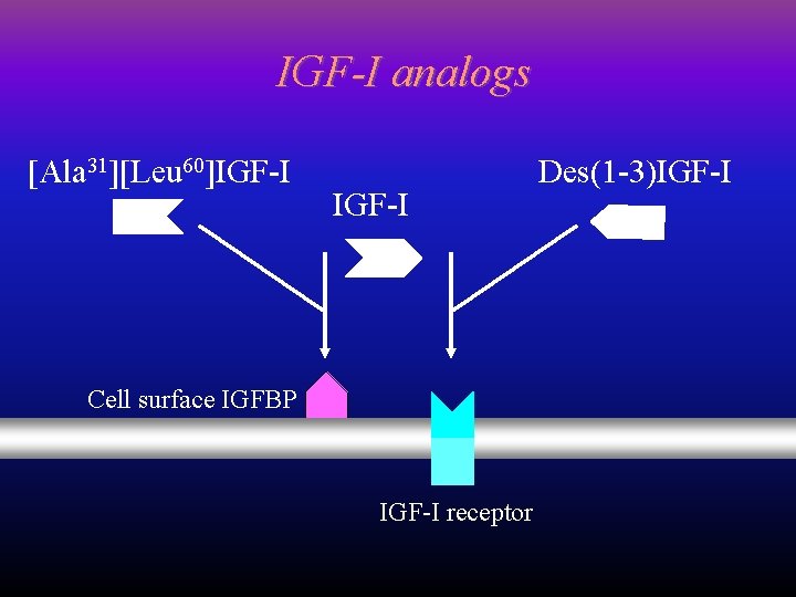 IGF-I analogs [Ala 31][Leu 60]IGF-I Cell surface IGFBP IGF-I receptor Des(1 -3)IGF-I 