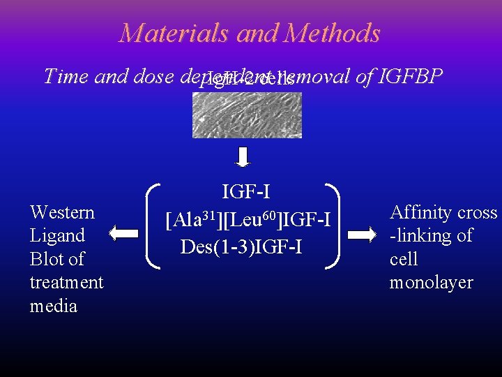 Materials and Methods Time and dose dependent removal of IGFBP Ig. H-2 cells Western