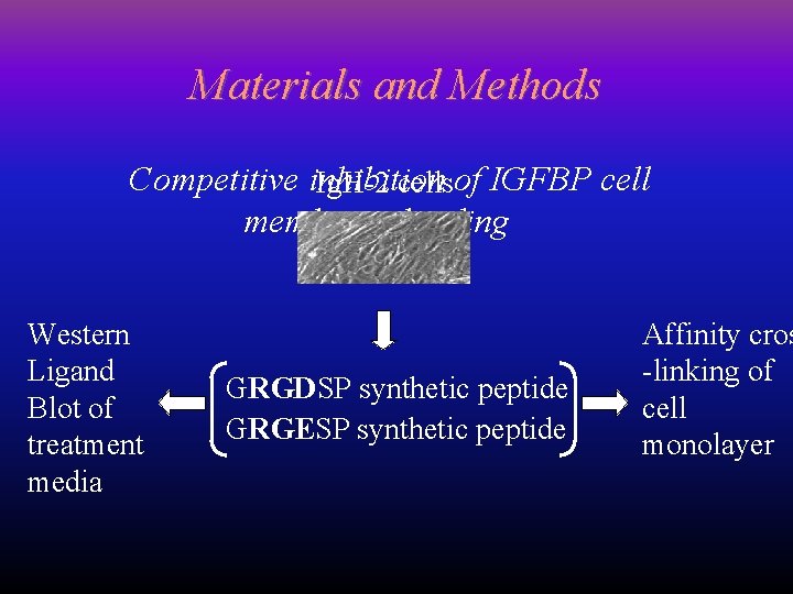 Materials and Methods Competitive inhibition Ig. H-2 cellsof IGFBP cell membrane binding Western Ligand