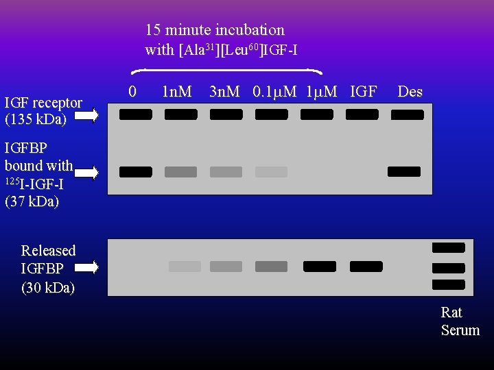 15 minute incubation with [Ala 31][Leu 60]IGF-I IGF receptor (135 k. Da) 0 1
