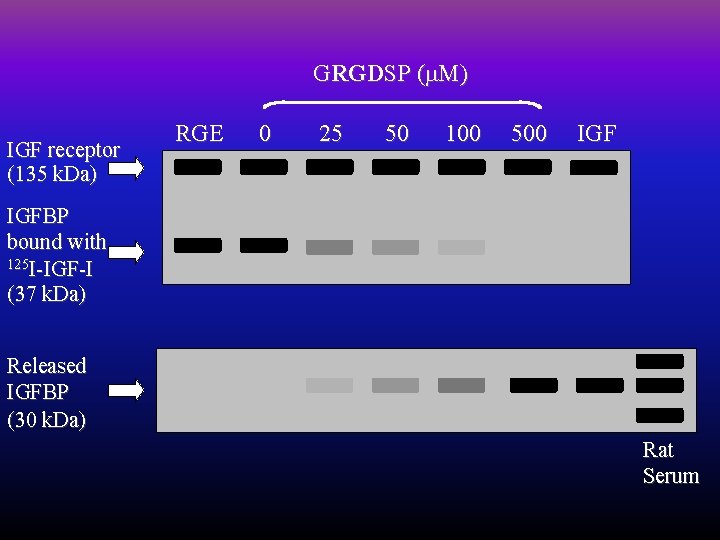 GRGDSP ( M) IGF receptor (135 k. Da) RGE 0 25 50 100 500