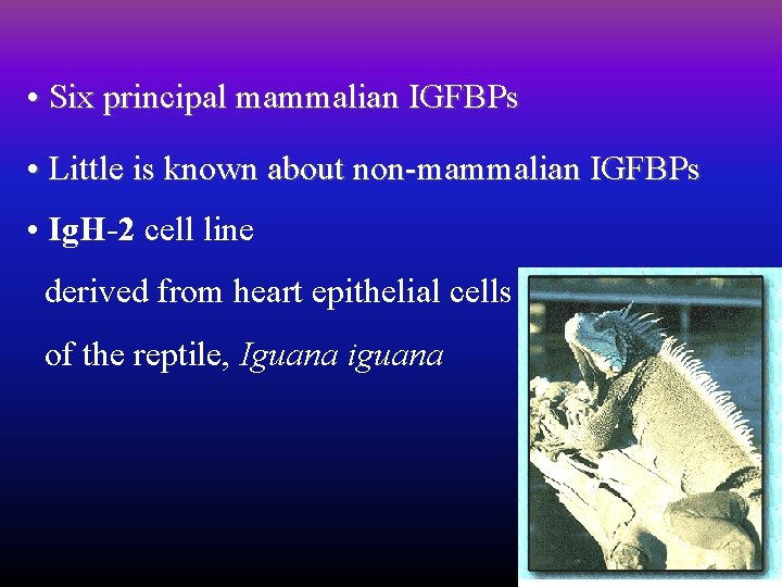  • Six principal mammalian IGFBPs • Little is known about non-mammalian IGFBPs •