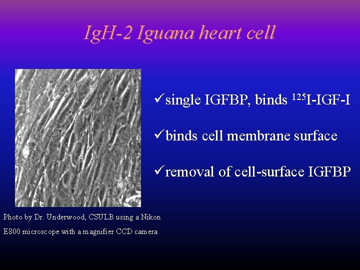 Ig. H-2 Iguana heart cell üsingle IGFBP, binds 125 I-IGF-I übinds cell membrane surface