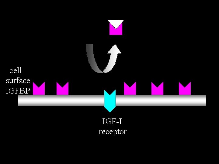 cell surface IGFBP IGF-I receptor 