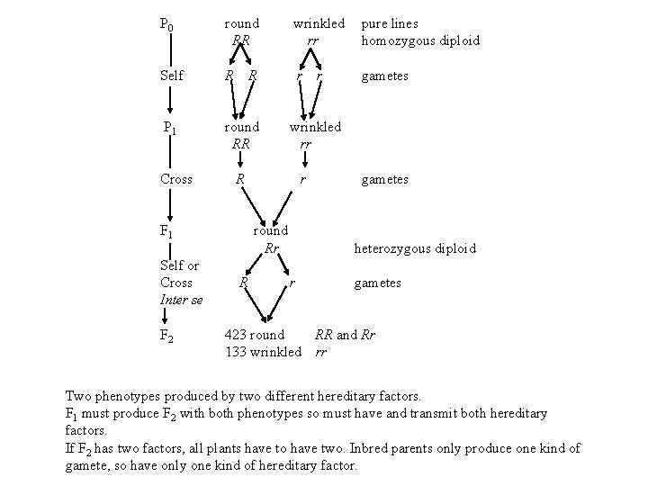 P 0 round RR wrinkled rr pure lines homozygous diploid Self R r gametes