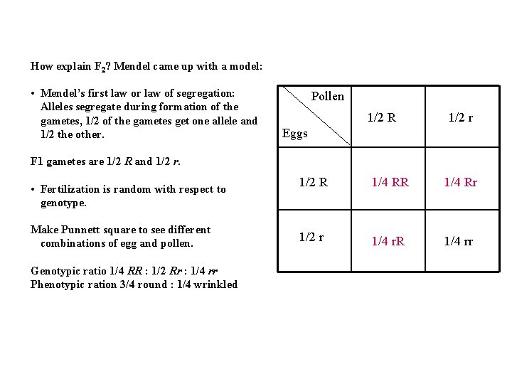 How explain F 2? Mendel came up with a model: • Mendel’s first law