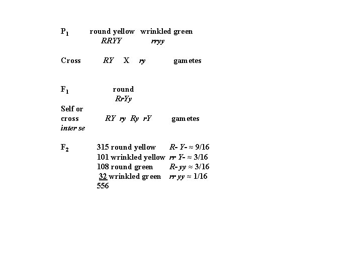 P 1 Cross F 1 Self or cross inter se F 2 round yellow