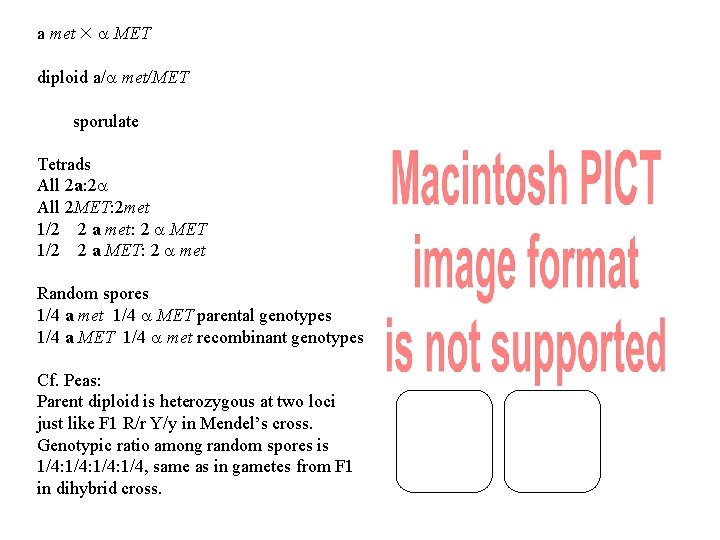 a met MET diploid a/ met/MET sporulate Tetrads All 2 a: 2 All 2