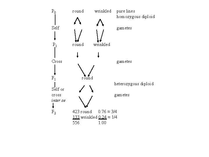 P 0 round wrinkled Self P 1 gametes round Cross F 1 Self or