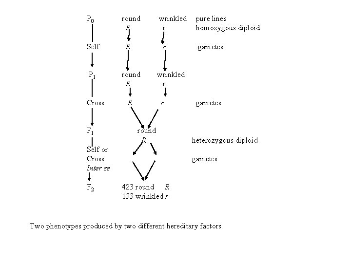 P 0 Self P 1 Cross F 1 round R R wrinkled r r