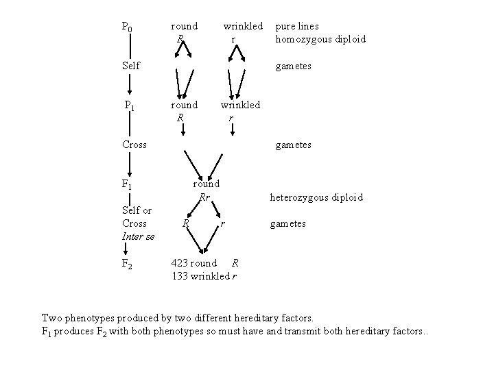 P 0 round R wrinkled r Self P 1 gametes round R wrinkled r