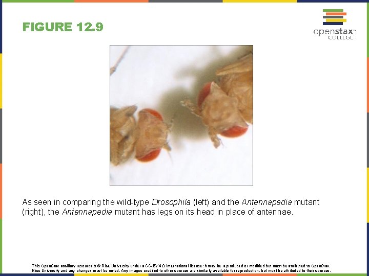 FIGURE 12. 9 As seen in comparing the wild-type Drosophila (left) and the Antennapedia