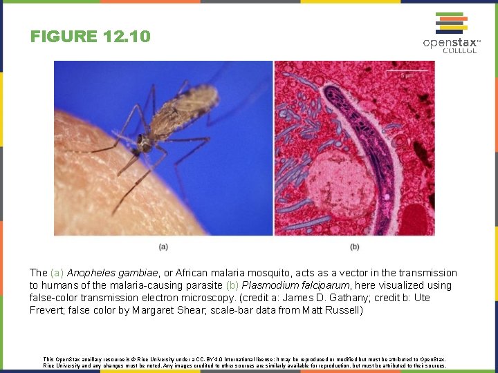 FIGURE 12. 10 The (a) Anopheles gambiae, or African malaria mosquito, acts as a