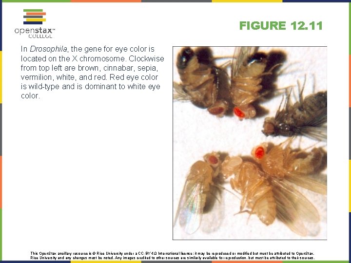 FIGURE 12. 11 In Drosophila, the gene for eye color is located on the