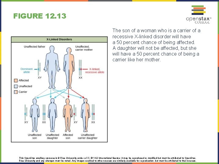 FIGURE 12. 13 The son of a woman who is a carrier of a