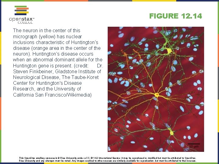 FIGURE 12. 14 The neuron in the center of this micrograph (yellow) has nuclear