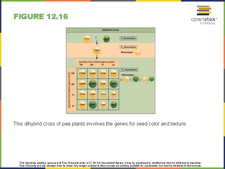 FIGURE 12. 16 This dihybrid cross of pea plants involves the genes for seed