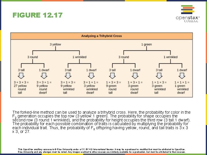 FIGURE 12. 17 The forked-line method can be used to analyze a trihybrid cross.