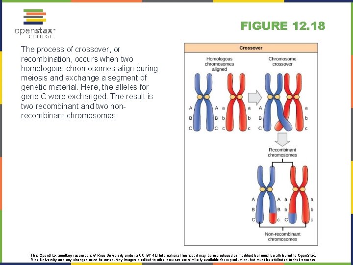 FIGURE 12. 18 The process of crossover, or recombination, occurs when two homologous chromosomes