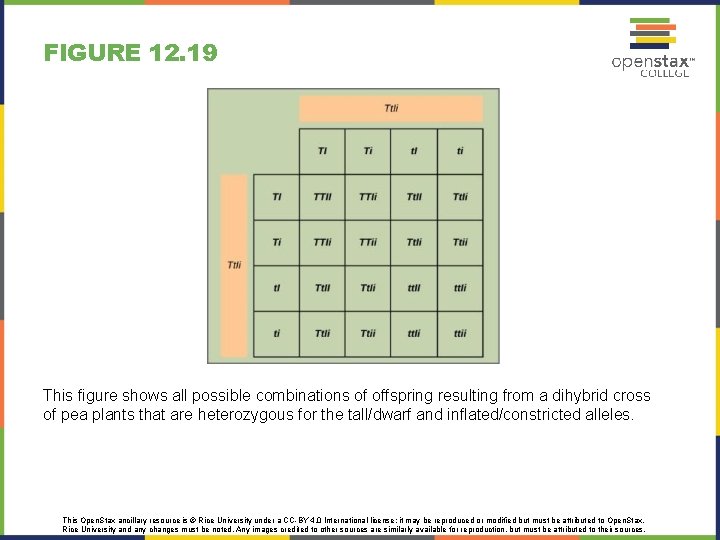 FIGURE 12. 19 This figure shows all possible combinations of offspring resulting from a