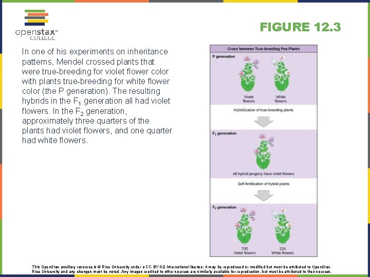 FIGURE 12. 3 In one of his experiments on inheritance patterns, Mendel crossed plants