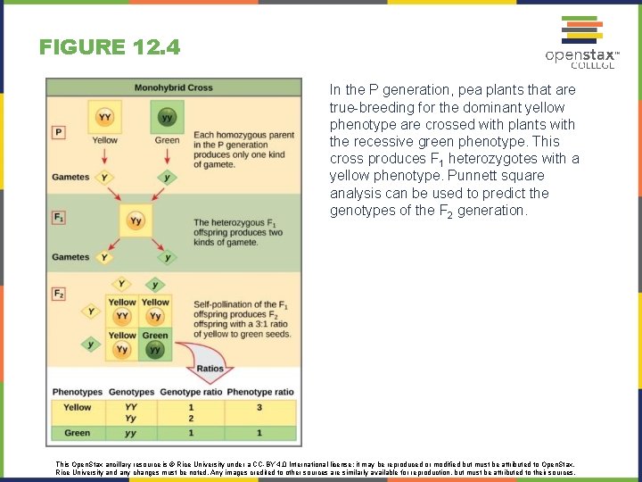 FIGURE 12. 4 In the P generation, pea plants that are true-breeding for the