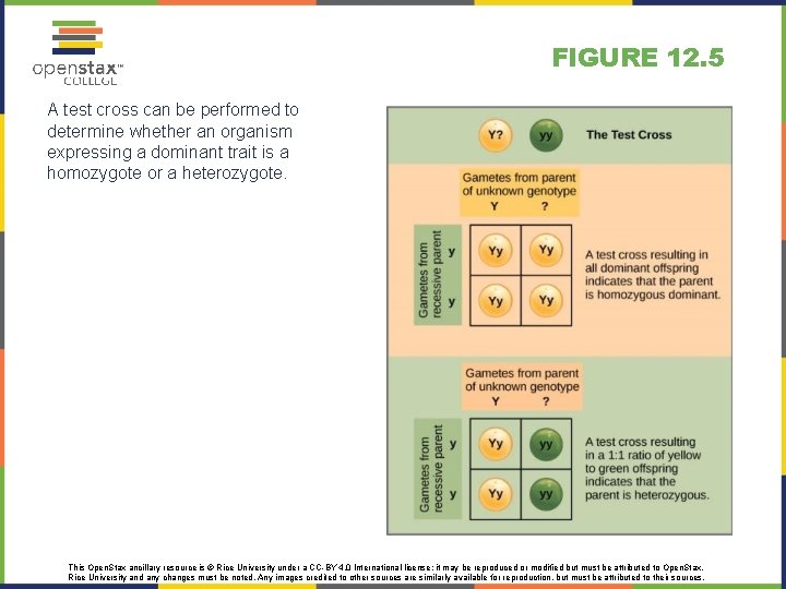 FIGURE 12. 5 A test cross can be performed to determine whether an organism