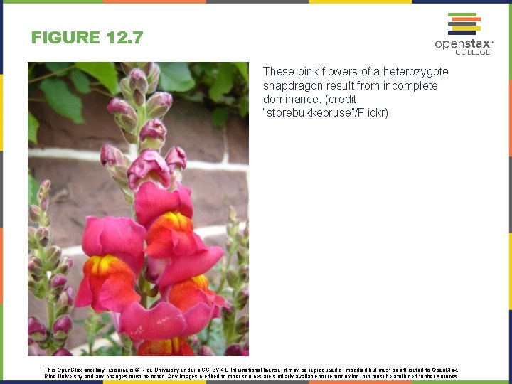 FIGURE 12. 7 These pink flowers of a heterozygote snapdragon result from incomplete dominance.