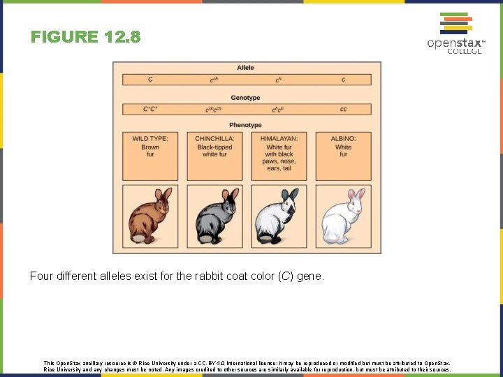 FIGURE 12. 8 Four different alleles exist for the rabbit coat color (C) gene.