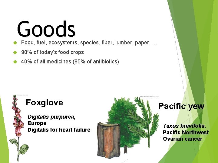 Goods Food, fuel, ecosystems, species, fiber, lumber, paper, … 90% of today’s food crops