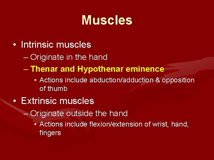 Muscles • Intrinsic muscles – Originate in the hand – Thenar and Hypothenar eminence