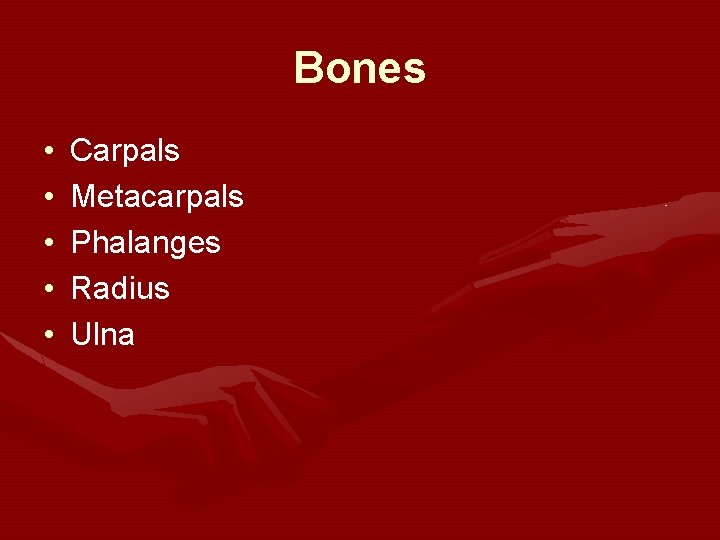 Bones • • • Carpals Metacarpals Phalanges Radius Ulna 