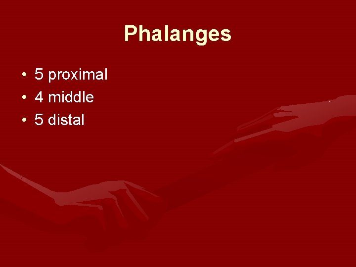 Phalanges • • • 5 proximal 4 middle 5 distal Phalanges • • • 5 proximal 4 middle 5 distal