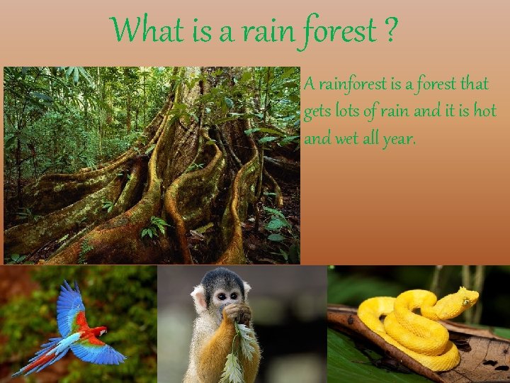 What is a rain forest ? A rainforest is a forest that gets lots