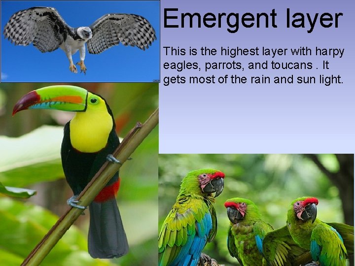 Emergent layer This is the highest layer with harpy eagles, parrots, and toucans. It