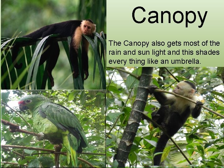 Canopy The Canopy also gets most of the rain and sun light and this