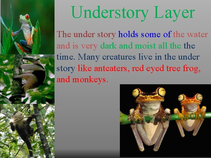 Understory Layer The under story holds some of the water and is very dark