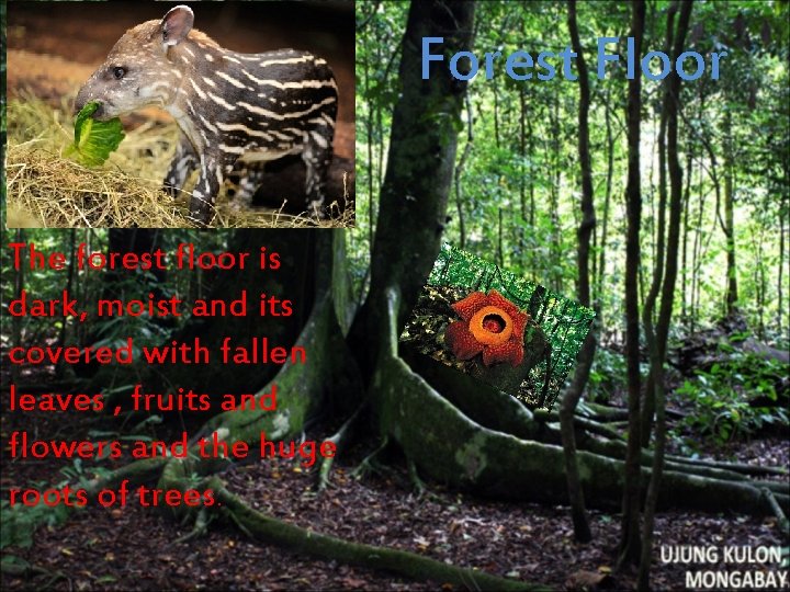 Forest Floor The forest floor is dark, moist and its covered with fallen leaves