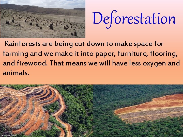 Deforestation Rainforests are being cut down to make space for farming and we make