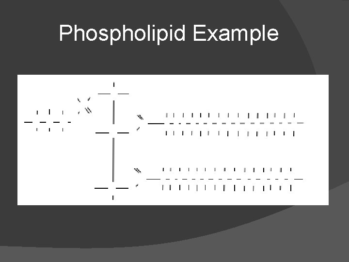 Phospholipid Example Phospholipid Example