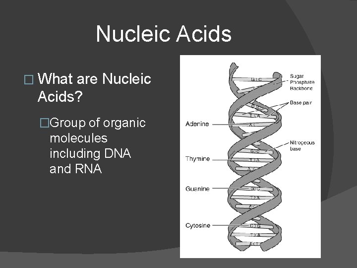 Nucleic Acids � What are Nucleic Acids? �Group of organic molecules including DNA and Nucleic Acids � What are Nucleic Acids? �Group of organic molecules including DNA and