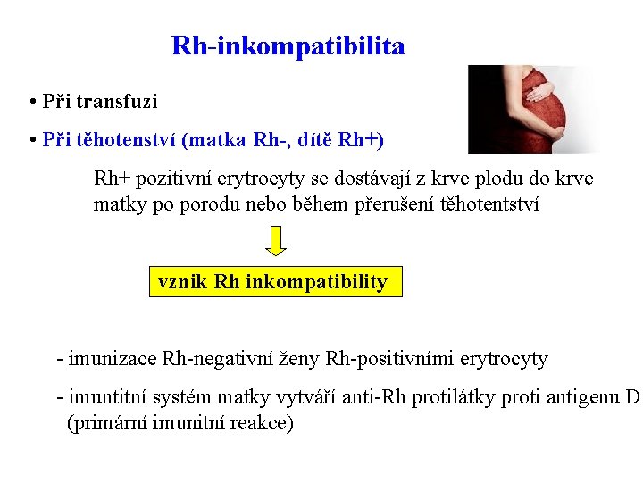 Rh-inkompatibilita • Při transfuzi • Při těhotenství (matka Rh-, dítě Rh+) Rh+ pozitivní erytrocyty