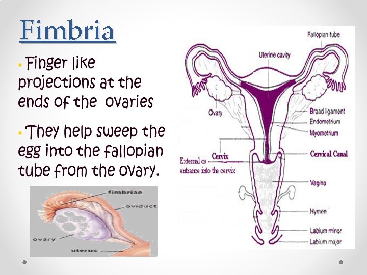 Fimbria  Fimbria