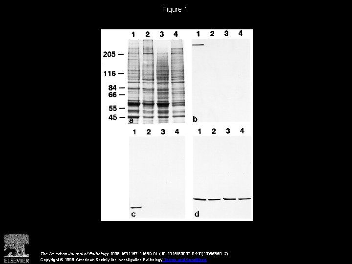 Figure 1 The American Journal of Pathology 1998 1531157 -1168 DOI: (10. 1016/S 0002