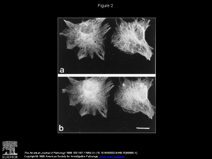 Figure 2 The American Journal of Pathology 1998 1531157 -1168 DOI: (10. 1016/S 0002