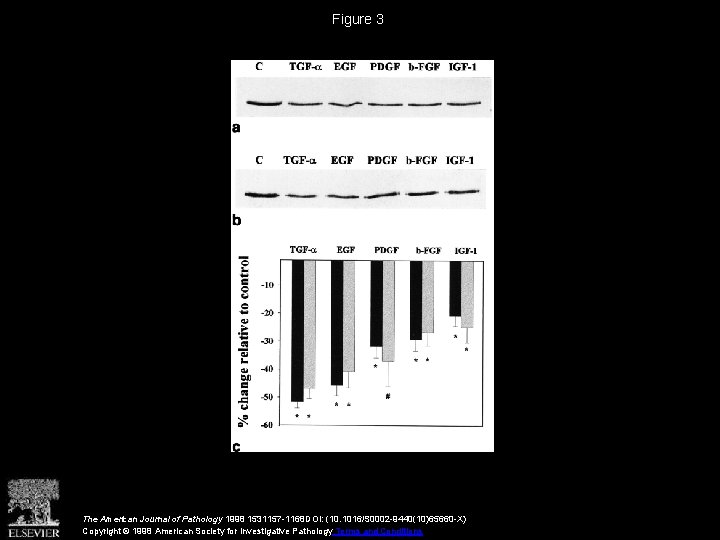 Figure 3 The American Journal of Pathology 1998 1531157 -1168 DOI: (10. 1016/S 0002