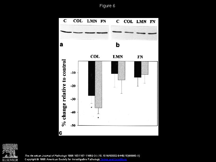 Figure 6 The American Journal of Pathology 1998 1531157 -1168 DOI: (10. 1016/S 0002