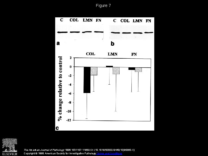 Figure 7 The American Journal of Pathology 1998 1531157 -1168 DOI: (10. 1016/S 0002