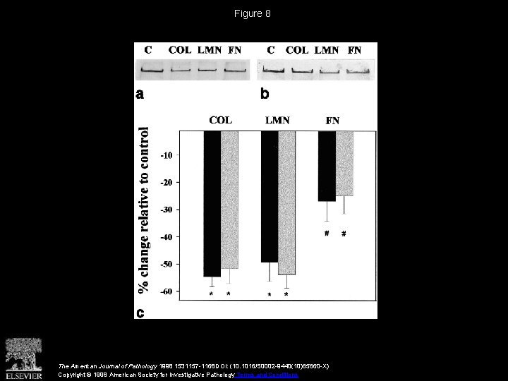 Figure 8 The American Journal of Pathology 1998 1531157 -1168 DOI: (10. 1016/S 0002