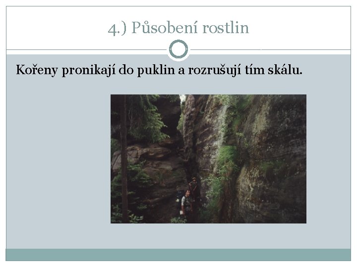 4. ) Působení rostlin Kořeny pronikají do puklin a rozrušují tím skálu. 